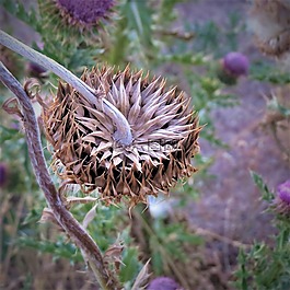 薊,花,野生