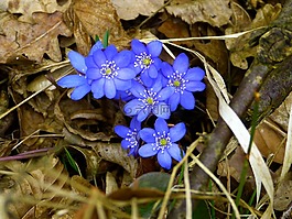 赫帕卡,開花,蟲黃斑