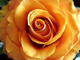 玫瑰,自然,花