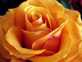 玫瑰,花,自然