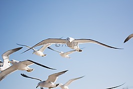 海鷗,鳥(niǎo),天空