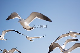 海鷗,鳥,天空