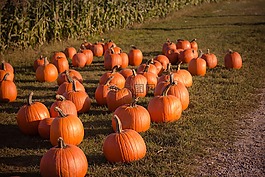 南瓜,搗蛋,haloween