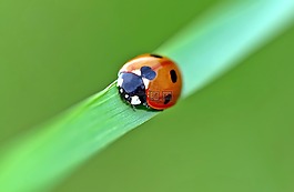 昆蟲,性質(zhì),活