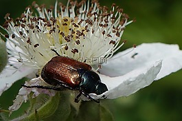 昆蟲(chóng),甲蟲(chóng),宏
