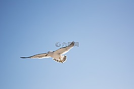 海鷗,鳥(niǎo),天空
