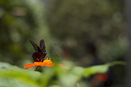 蝴蝶,花,春