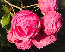 花,廠,性質(zhì)