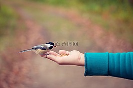 鳥,飛,手