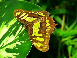 蝴蝶,飛,昆蟲(chóng)
