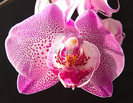 花,廠,熱帶