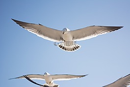 海鷗,鳥(niǎo),天空