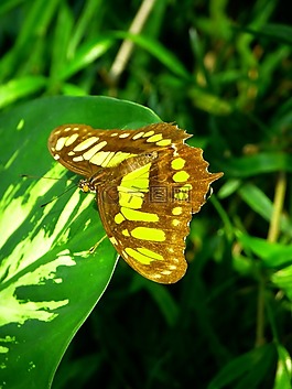 蝴蝶,飛,昆蟲