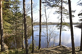 森林湖,水,荒野