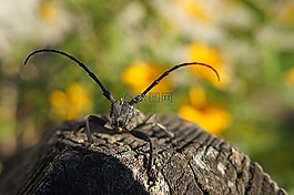 cincér,昆虫,甲虫