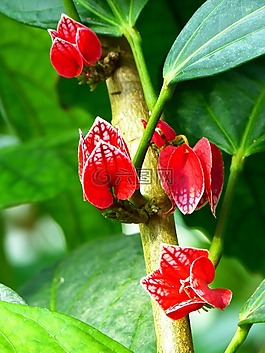 開花,廠,紅色