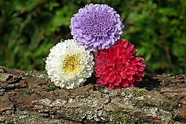 性質,植物,花
