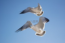 海鷗,鳥(niǎo),天空