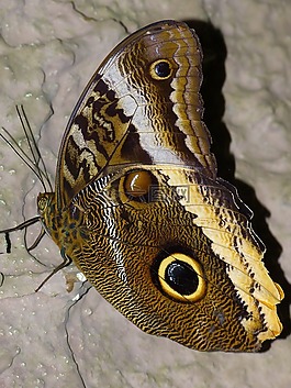 蝴蝶,noctuinae 存根 stub,探頭