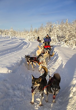 赫斯基,乘坐雪橇,赫斯基的旅游