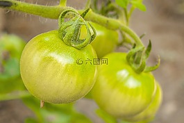 青西紅柿,西紅柿,食品