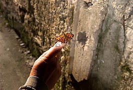 蝴蝶,昆蟲,手