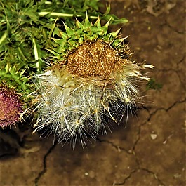 薊花種子,花,自然