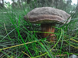 草,性質(zhì),蘑菇