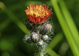 鷹,雜草,芽