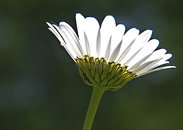 雛菊,花,瑪格麗特 ·
