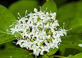 小,野生植物,白