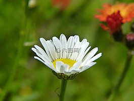 雛菊,花,瑪格麗特 ·