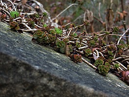 植物,石,斜