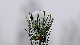 性質(zhì),工作表,植物