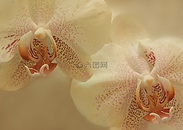 蘭花,鮮花,白