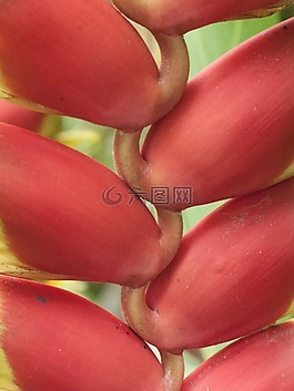 紅色,熱帶,異國情調(diào)