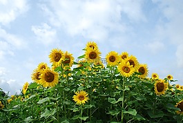花,廠,太陽(yáng)花
