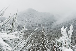 山,樹,黑色和白色