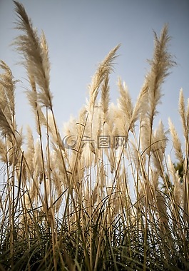 花卉,植物,性質(zhì)