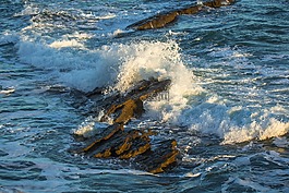 海洋,珊瑚礁,英格兰