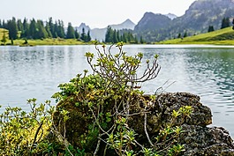 植物,湖,山