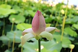 蓮花,花,粉紅色