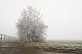 冬天,成熟,樹