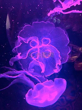 海蜇,水下,透明