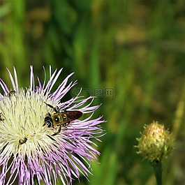 藍(lán)色和白色的花,蜜蜂,徒步旅行
