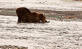 野生動物,沙,海灘