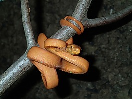 蛇,boa,corallus