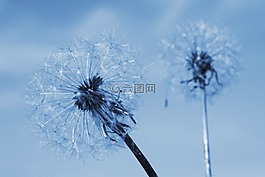 兩個蒲公英,夏,開花