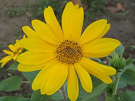 向日葵,花,黃色