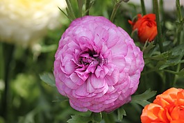 花毛茛,開花,紫色